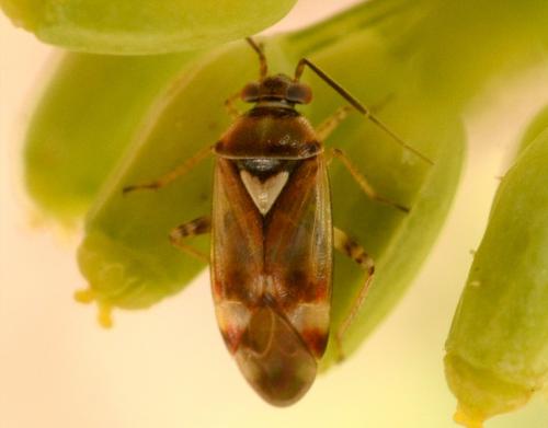 Réf. 261 309 : Orthops sp.
